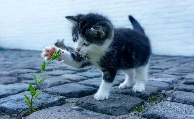 Visuel de test d'un chaton